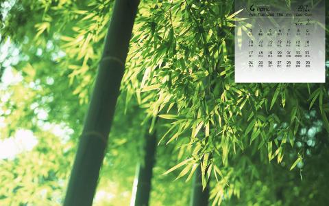 竹子图片 _ 第(1)张