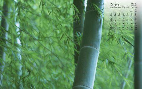 竹子图片 _ 第(2)张