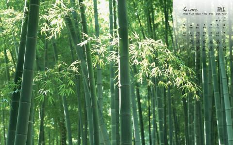 竹子图片 _ 第(4)张