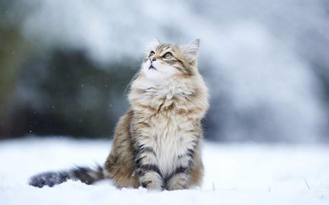 90后性感小猫咪写真第4张