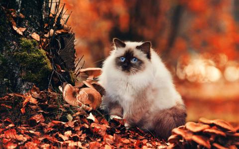 90后性感小猫咪写真第5张