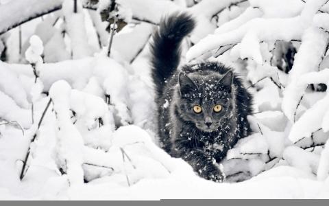 90后性感小猫咪写真第6张