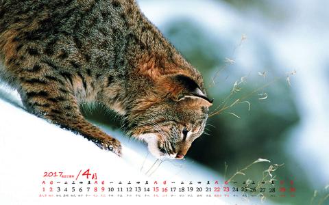 90后性感小猫咪写真第1张