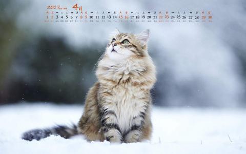 90后性感小猫咪写真第3张