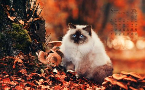 90后性感小猫咪写真第4张