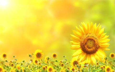 向日葵图片 _ 第(2)张