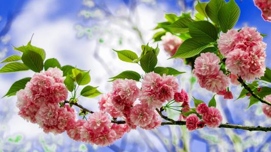 樱花图片图片 _ 第(1)张