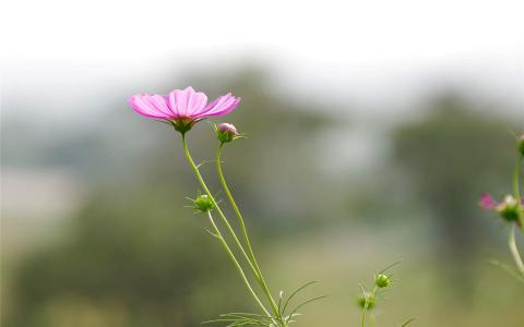 格桑花第6张