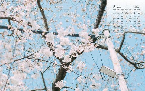 樱花图片图片 _ 第(2)张