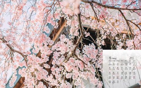 樱花图片图片 _ 第(4)张