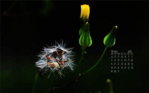 蒲公英图片 _ 第(6)张
