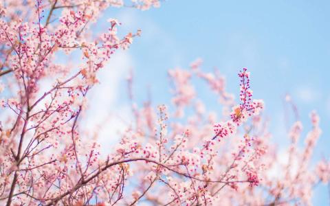 樱花图片图片 _ 第(1)张