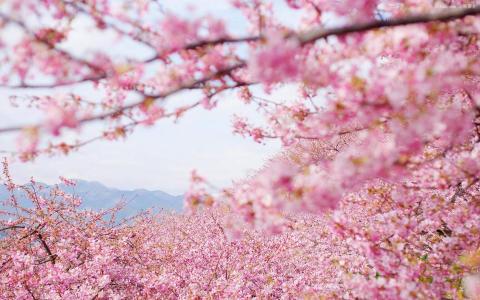 樱花图片图片 _ 第(2)张