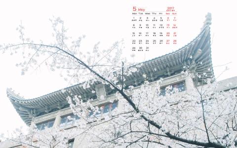 2017年5月樱花风景日历壁纸第2张