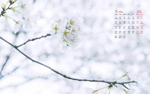 2017年5月樱花风景日历壁纸第3张