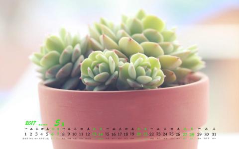 多肉植物图片 _ 第(3)张