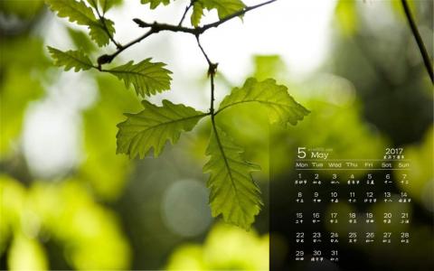生机盎然的绿色叶子护眼图片桌面壁纸第3张