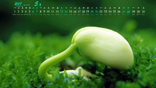 绿色嫩芽小清新植物桌面壁纸下载第1张