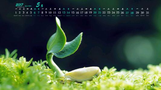 绿色嫩芽小清新植物桌面壁纸下载第3张