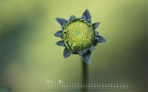 绿色嫩芽小清新植物桌面壁纸下载第4张