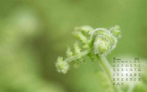 绿色嫩芽小清新植物桌面壁纸下载第5张