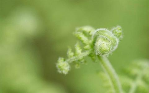 清新护眼绿色嫩芽图片桌面壁纸第5张