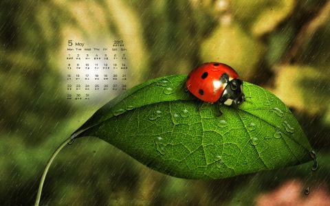 2017年5月清新绿色护眼植物瓢虫日历壁纸第0张