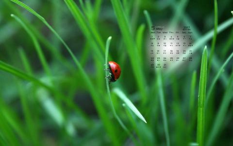 2017年5月清新绿色护眼植物瓢虫日历壁纸第1张