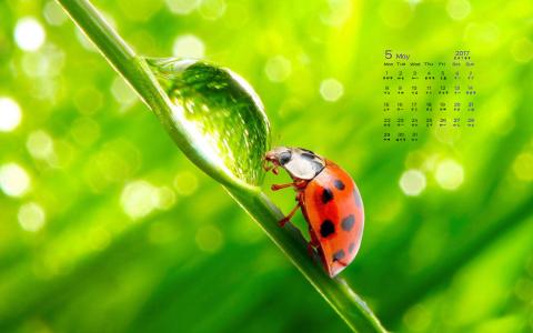 2017年5月清新绿色护眼植物瓢虫日历壁纸第3张
