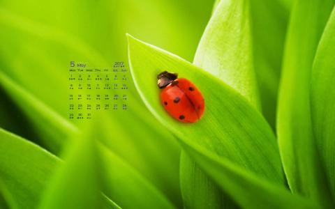 2017年5月清新绿色护眼植物瓢虫日历壁纸第4张
