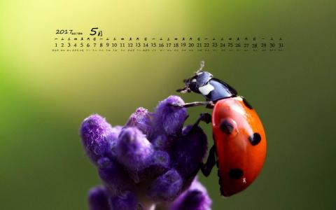 2017年5月清新绿色护眼植物瓢虫日历壁纸第6张