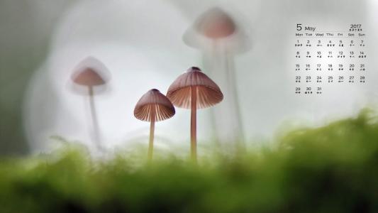 蘑菇图片 _ 第(6)张
