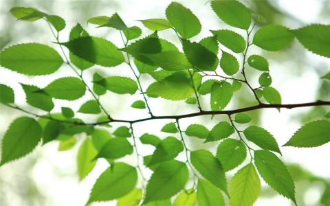 茂盛的树叶高清桌面壁纸第1张