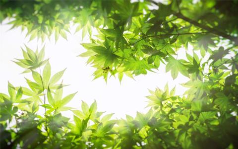 茂盛的树叶高清桌面壁纸第2张