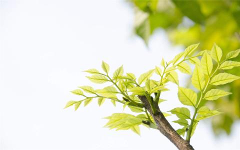 茂盛的树叶高清桌面壁纸第6张
