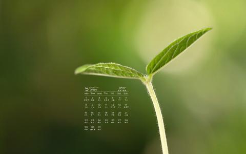 阳光下的嫩芽高清桌面壁纸第5张