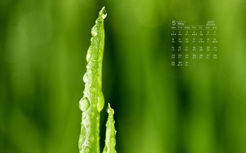 阳光下的嫩芽高清桌面壁纸第6张