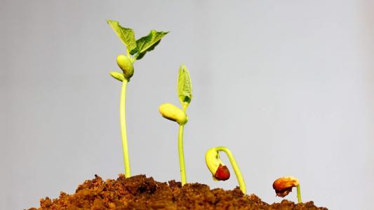 嫩芽图片 _ 第(10)张