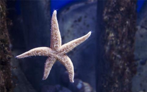 奇妙的海洋水母高清桌面壁纸第6张