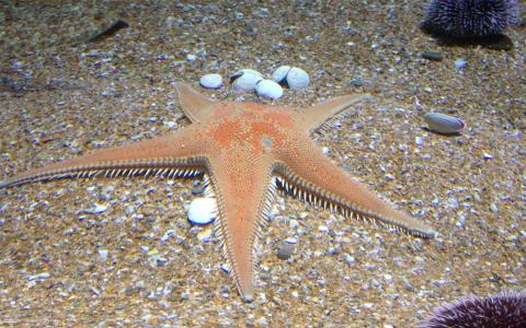 海洋生物图片 _ 第(10)张
