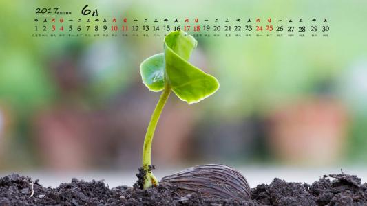 唯美绿色护眼植物嫩芽高清宽屏壁纸第4张