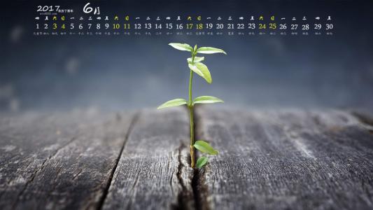 唯美绿色护眼植物嫩芽高清宽屏壁纸第6张