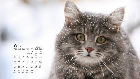 高清雨水水珠2022年6月份日历桌面壁纸护眼绿色水滴第1张