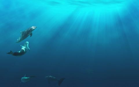 可爱海洋生物海龟图片桌面壁纸第0张