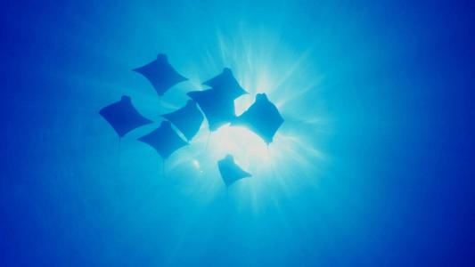 可爱海洋生物海龟图片桌面壁纸第1张