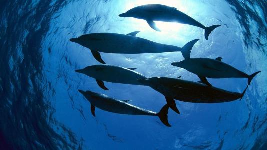 可爱海洋生物海龟图片桌面壁纸第5张