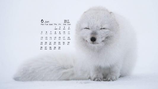 机敏灵动的狐狸高清桌面壁纸第4张