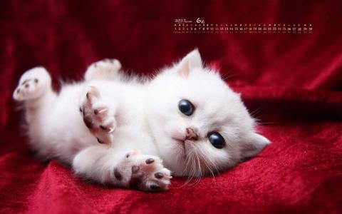 可爱卡通小猫咪高清图片手机壁纸第1张