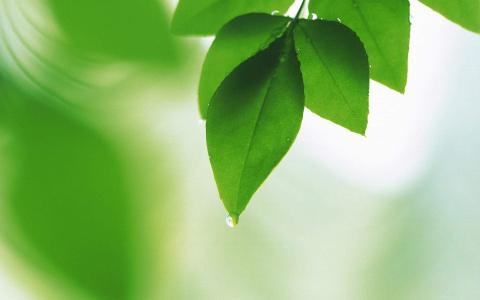 深秋的枫树叶摄影高清宽屏壁纸第3张
