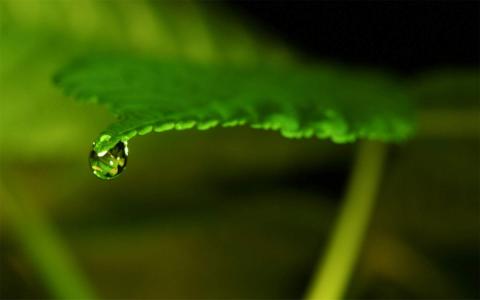 深秋的枫树叶摄影高清宽屏壁纸第4张